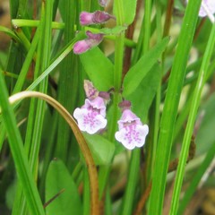 Scutellaria minor