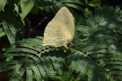 Phoebis neocypris virgo
