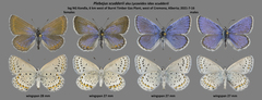 Plebejus idas scudderii