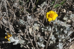 Thymophylla micropoides