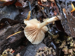 Meottomyces