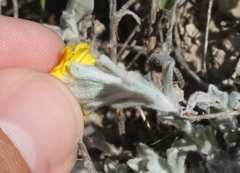 Thymophylla micropoides