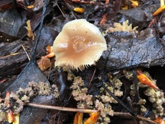 Meottomyces