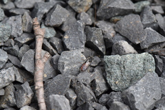 Sphecodes albilabris