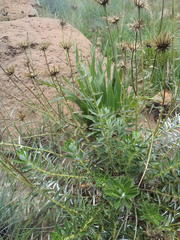 Berkheya seminivea