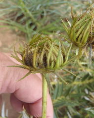 Berkheya seminivea