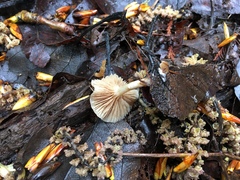 Meottomyces