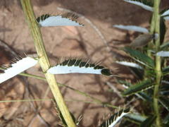Berkheya seminivea