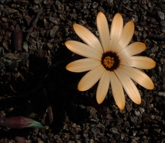 Dimorphotheca pinnata