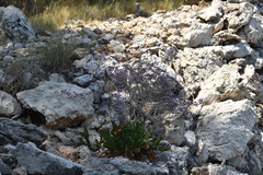 Limonium narbonense