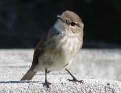Muscicapa adusta adusta