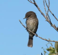 Muscicapa adusta adusta