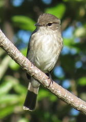 Muscicapa adusta adusta