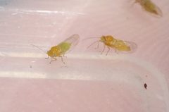 Heteropsylla