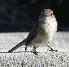 Muscicapa adusta adusta