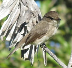 Muscicapa adusta adusta