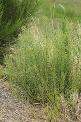 Erigeron floribundus