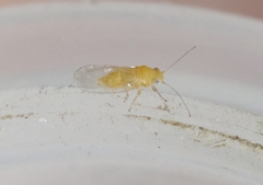 Heteropsylla
