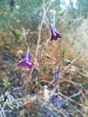 Conanthera campanulata