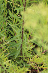 Erigeron floribundus