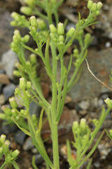 Erigeron floribundus