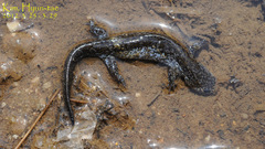 Hynobius quelpaertensis