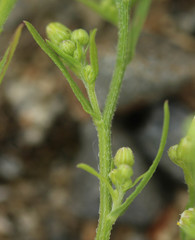 Erigeron floribundus