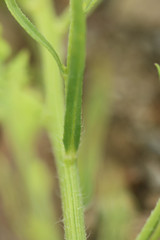 Erigeron floribundus