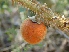 Solanum candidum