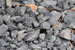 Sphecodes albilabris