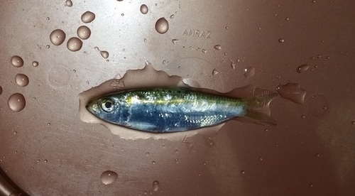 Spotback herring (Herklotsichthys punctatus) — Clupeidae — 2