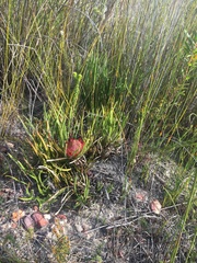 Protea denticulata