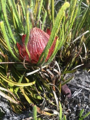 Protea denticulata