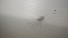 Tetragnatha elongata