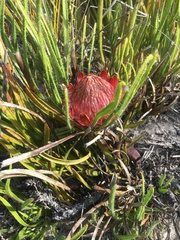 Protea denticulata