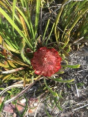 Protea denticulata