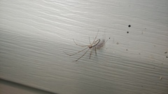 Tetragnatha elongata