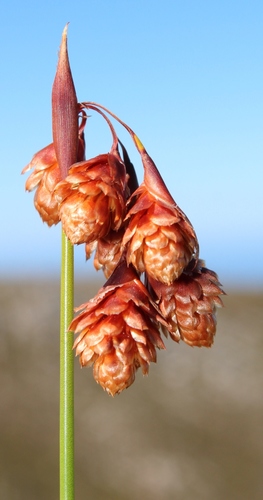 Staberoha banksii