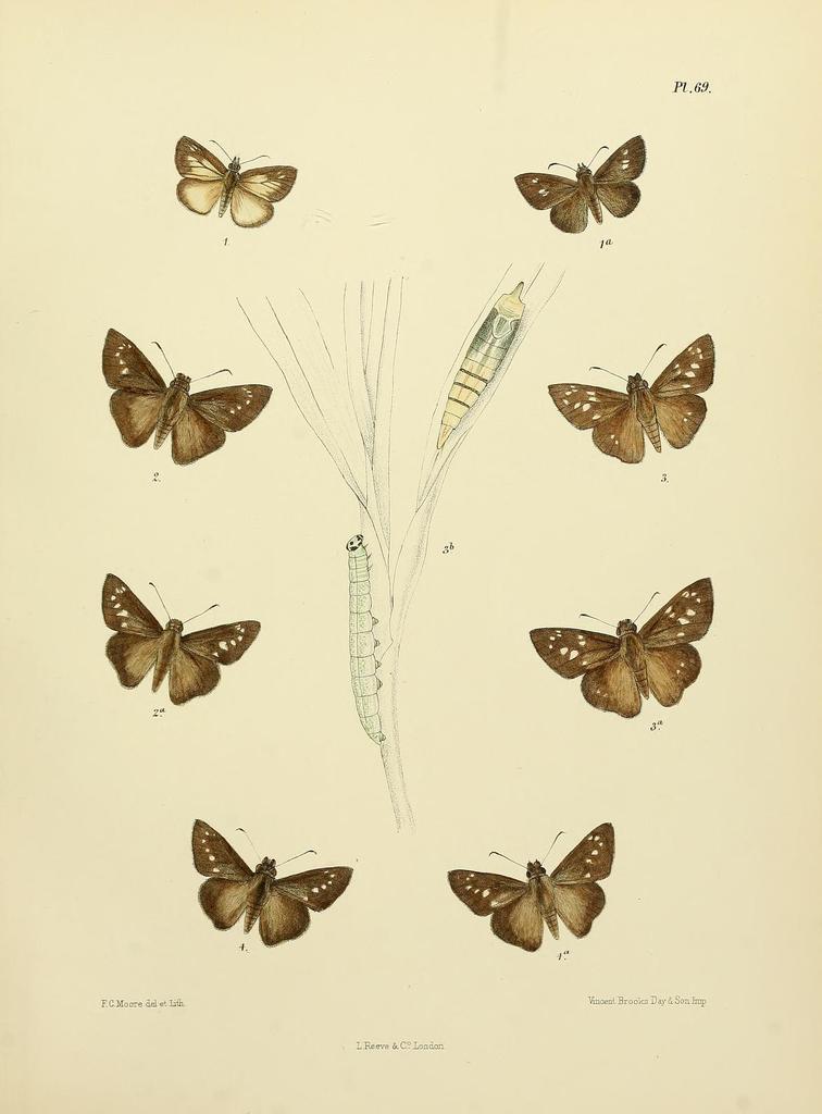Caltoris