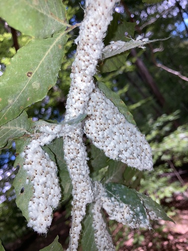 Beech Blight Aphid photo 6
