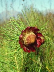 Protea pityphylla