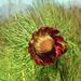 Protea pityphylla - Photo (c) Nigel Forshaw, algunos derechos reservados (CC BY-NC), uploaded by Nigel Forshaw