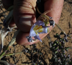 Moraea speciosa