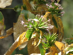 Acourtia simulata