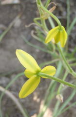 Albuca shawii