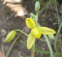 Albuca shawii