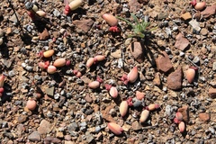 Crassula subaphylla subaphylla