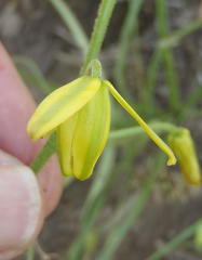 Albuca shawii