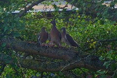 Columba palumbus