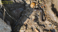 Hynobius unisacculus